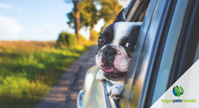 Viajar com cachorro Inglaterra