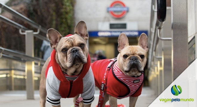 Cachorro em Londres