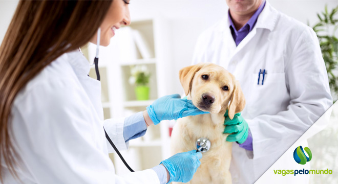 Veterinários no País de Gales: faltam profissionais e país emite alerta veterinarios no Pais de Gales